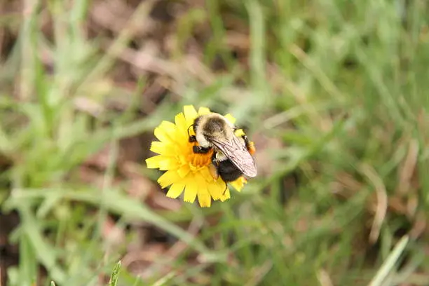 Vector illustration of Bee on Flower
