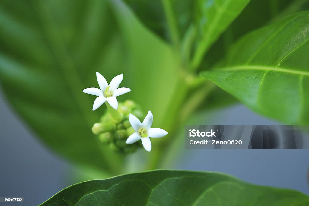noni Hawaii's local special fruit juice, has the curative effect and feeling in the mouth noni, this is his flowers is in full bloom the record. Morinda Citrifolia Stock Photo