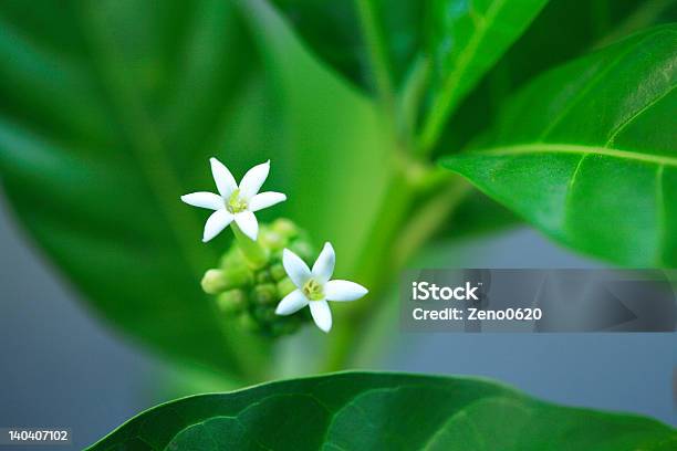 Noni Stock Photo - Download Image Now - Morinda Citrifolia, Antioxidant, Awe