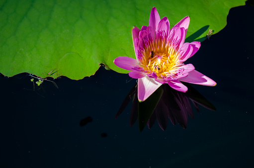 Water Lilly