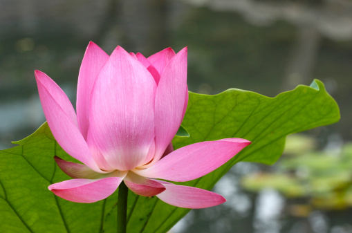 Pink lotus blooming in summer.