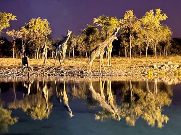 giraffe im etosha nationalpark in der kunene region, namibia - etoscha nationalpark stock-fotos und bilder