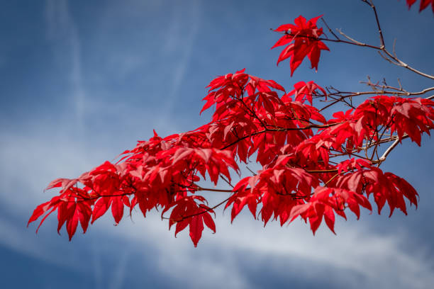 istock Red Leafed Japanese Maple Branch Against a Blue Cloudy Sky 1404072717