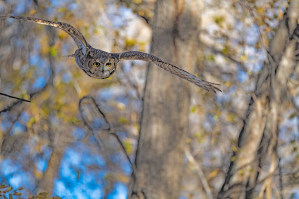 Great Horned Owl flying in mountain forest of Colorado in western USA.