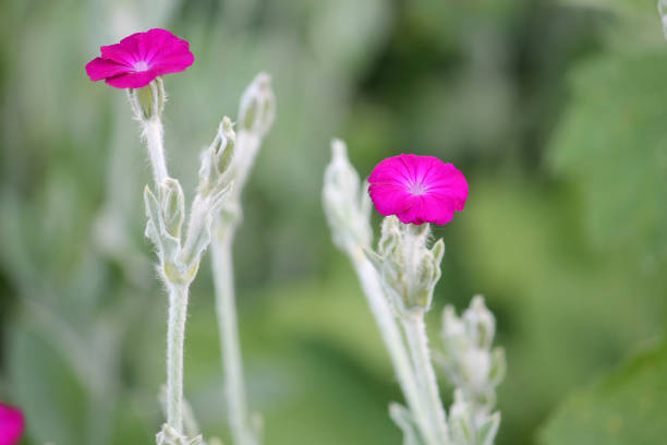 Flowering rose campion (Silene coronaria, syn. Lychnis coronaria) plant with pink flowers in summer garden Flowering rose campion (Silene coronaria, syn. Lychnis coronaria) plant with pink flowers in summer garden cineraria maritima stock pictures, royalty-free photos & images