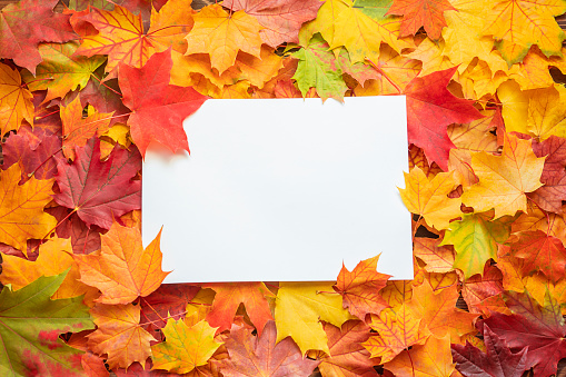 Top table view on multi-colored bright maple leaves. Autumn background with copy space