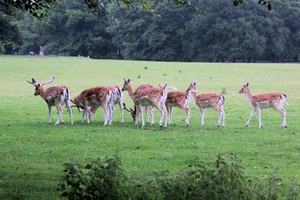 istock A close up of a Fallow Deer 1404074029