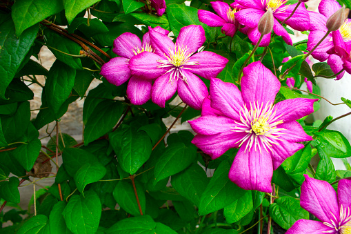 Flowering Pink Clematis Clematis hybrida on a pink background. Beautiful purple flowering Clematis. A large clematis flower with yellow finger-like stamens