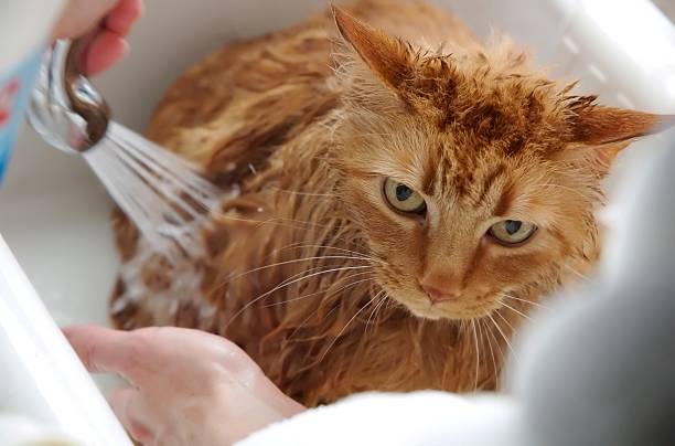 laver le chat - washing hair photos et images de collection