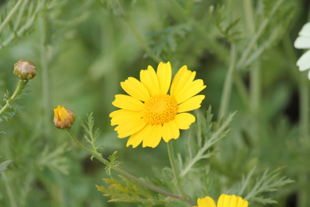 Yellow flower of Crown daisy (Glebionis coronaria, syn. Chrysanthemum coronarium) close-up in summer garden Yellow flower of Crown daisy (Glebionis coronaria, syn. Chrysanthemum coronarium) close-up in summer garden crown daisy stock pictures, royalty-free photos & images