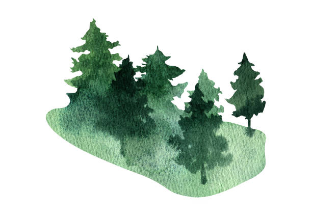 istock Hand drawn watercolor fir tree forest landscape clipart 1404074756