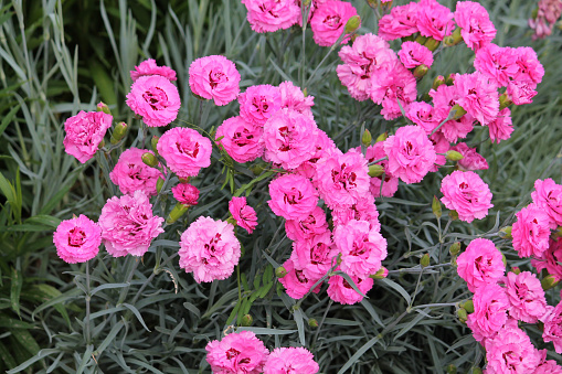 Double flowers of cottage pink plant (Dianthus plumarius) plants in summer garden