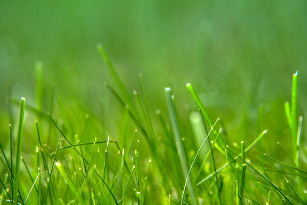 Close up of cut grass