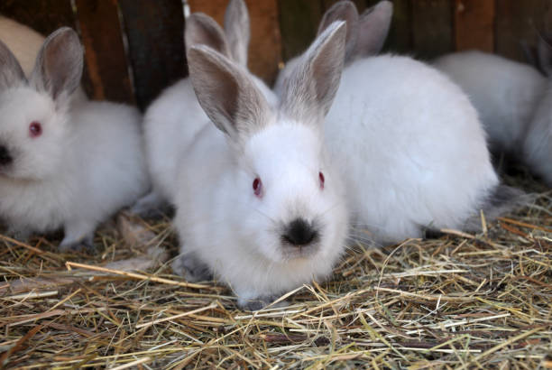 istock Californian breed rabbits 1404075488