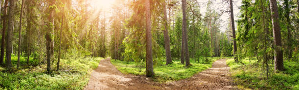 crocevia nel sentiero selvaggio nella soleggiata foresta estiva - tree area footpath hiking woods foto e immagini stock