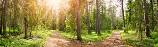 Crossroad in the wild trail in the sunny summer forest stock photo