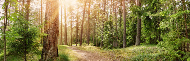 Panoramic view of the wild trail in the simmer forest. stock photo