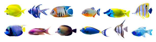 istock Tropical fish collection isolated on white 1404075734