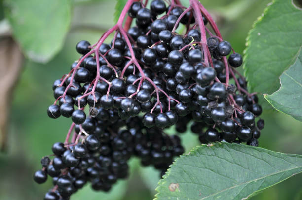 istock Bunch of elderberries with ripe berries 1404075738