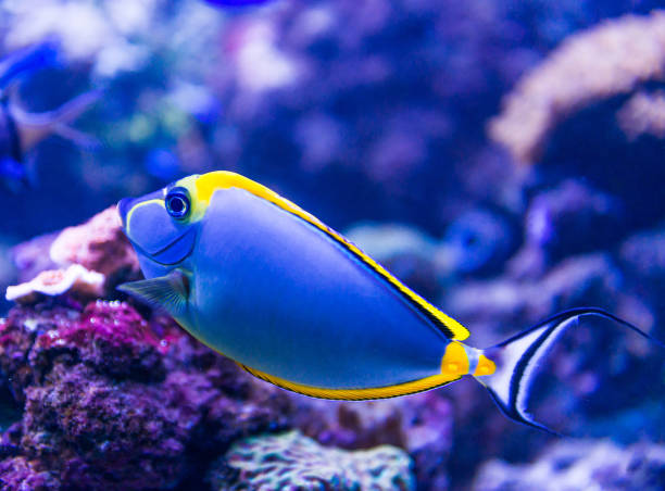 istock Colorful fish in aquarium 1404075743