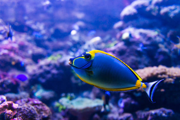 istock Colorful fish in aquarium 1404075749