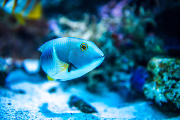 istock Colorful fish in aquarium 1404075755