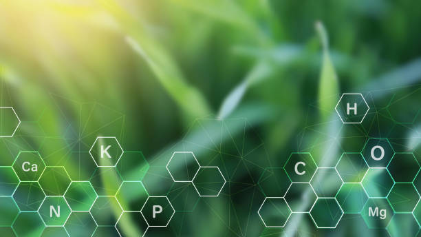 Grass on sunny background with digital mineral nutrients icon. Fertilization and the role of nutrients in plant life Grass on sunny background with digital mineral nutrients icon. Fertilization and the role of nutrients in plant life nitrogen element stock pictures, royalty-free photos & images