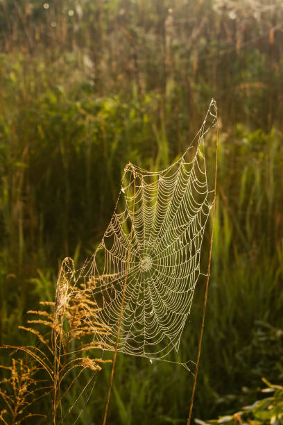 istock Spider web adorned with drops of water at sunrise 1404075867