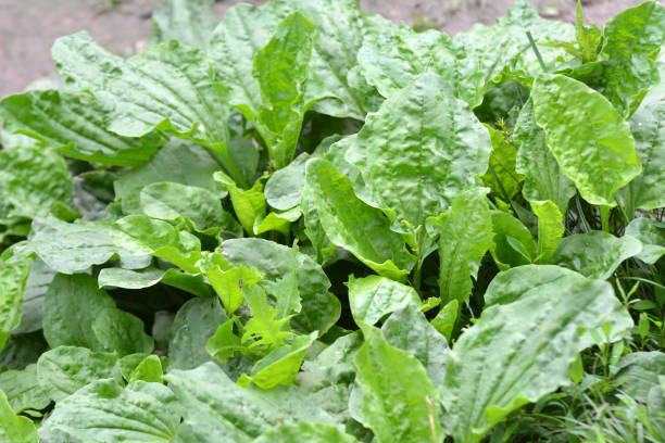 istock In nature, the plantain is growing 1404075895