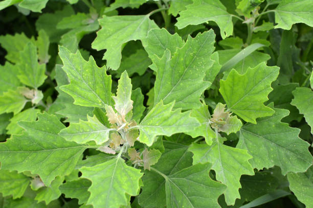 istock In nature, the grows orach (Chenopodium album) 1404075910
