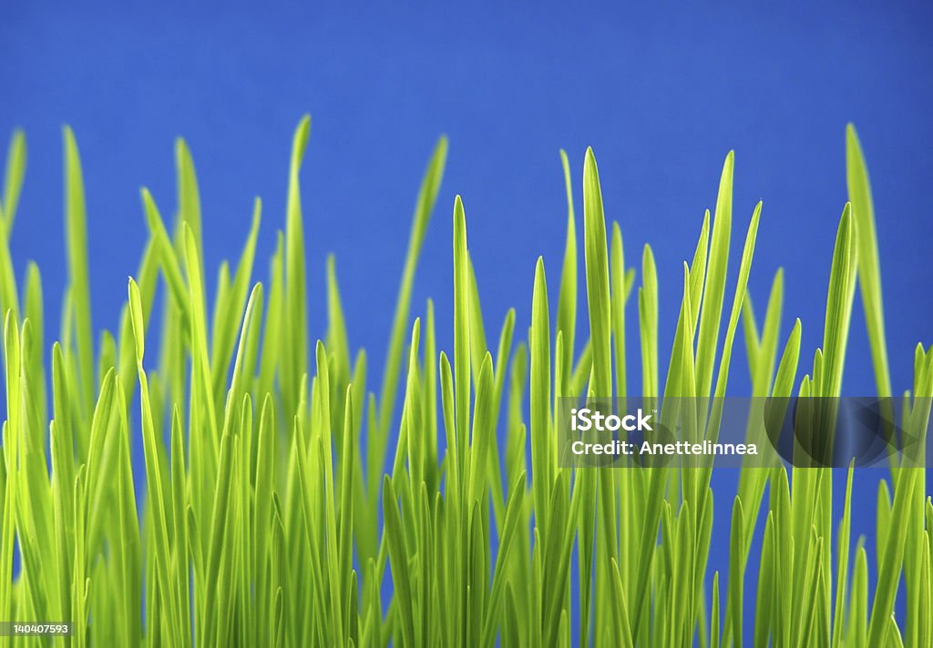 Verde hierba Popotes - Foto de stock de Aire libre libre de derechos