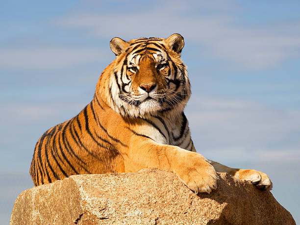 istock Bengal tiger on a slab of rock 140407658