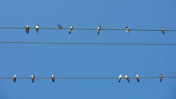 istock Swallow resting on the power line 1404076776