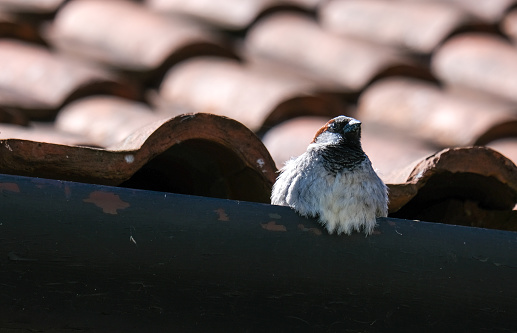 Sparrow in the gutter