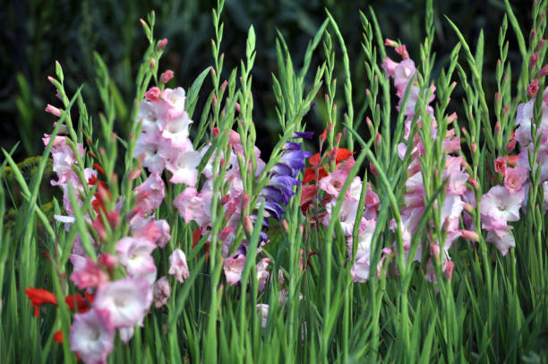 istock Blossom of colorful gladioluses 1404077152