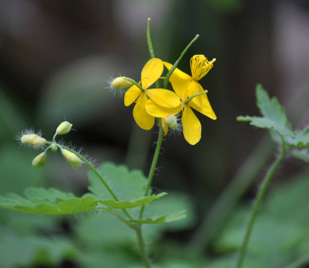 istock Flowering Chelidonium majus 1404077175