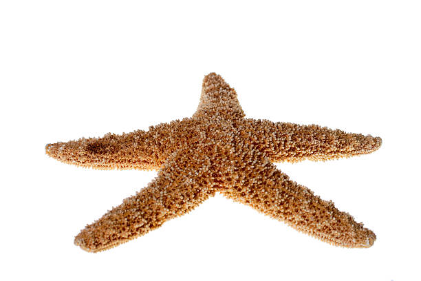 Starfish isolated stock photo