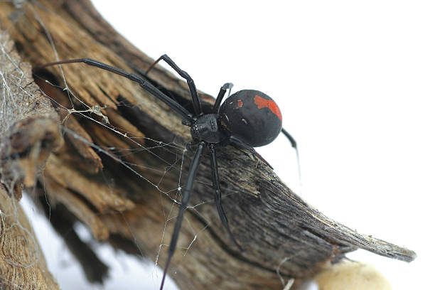 Redback Spider Macro of Redback Spider on branch, over white background black widow spider photos stock pictures, royalty-free photos & images