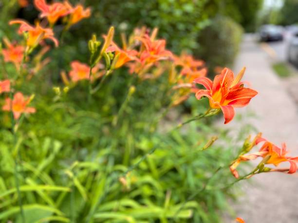 istock Orange Day Lilies Next to Sidewalk and Unrecognizable Cars 1404078012