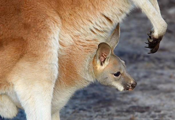 istock mother and baby kangaroo 140407822
