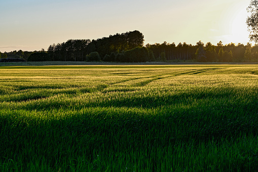 evening backlight over agriculture field in june 19 2022 Kumla Sweden