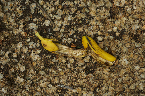 High angle view of banana skins in dry leaves on the ground. city ​​trash