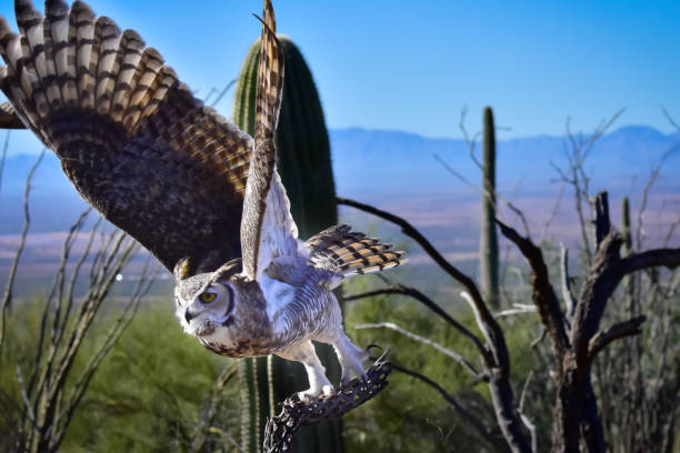 グレートホーンフクロウ - great horned owl cactus owl flying ストックフォトと画像