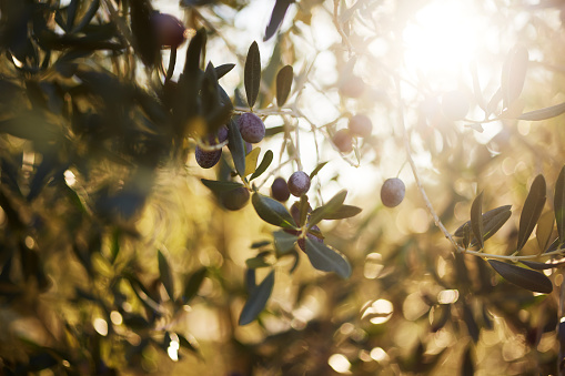 olive tree, close-up sunlight