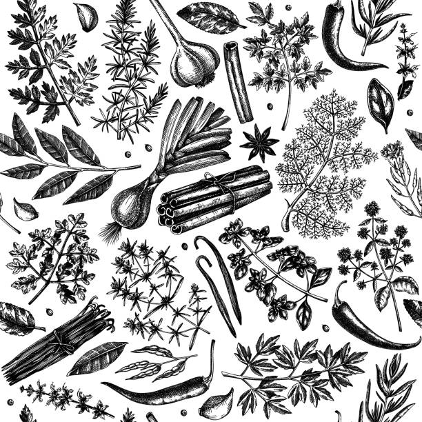 illustrations, cliparts, dessins animés et icônes de herbes et épices esquissées motif sans couture - anise seed fennel backgrounds