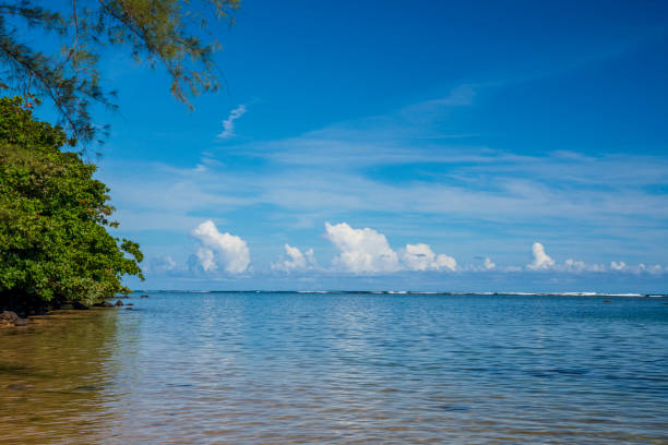 Lush vegetation fills the shoreline of the Pacific Ocean at a beach on the island of Kauai in Hawaii.