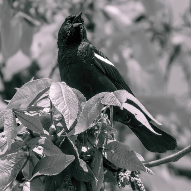 istock Red Winged Blackbird in Black and White on Branch 1404082017