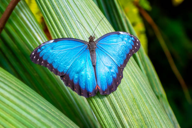 Beautiful butterfly on green plant stock photo