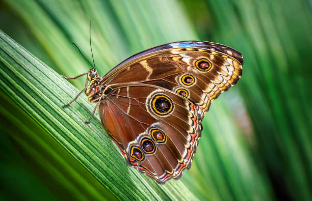Beautiful butterfly on green plant stock photo