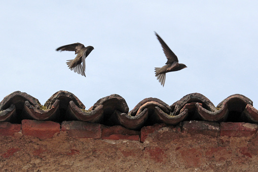 Common swifts (Apus apus) fly close to the tiles in Cislago, Italy